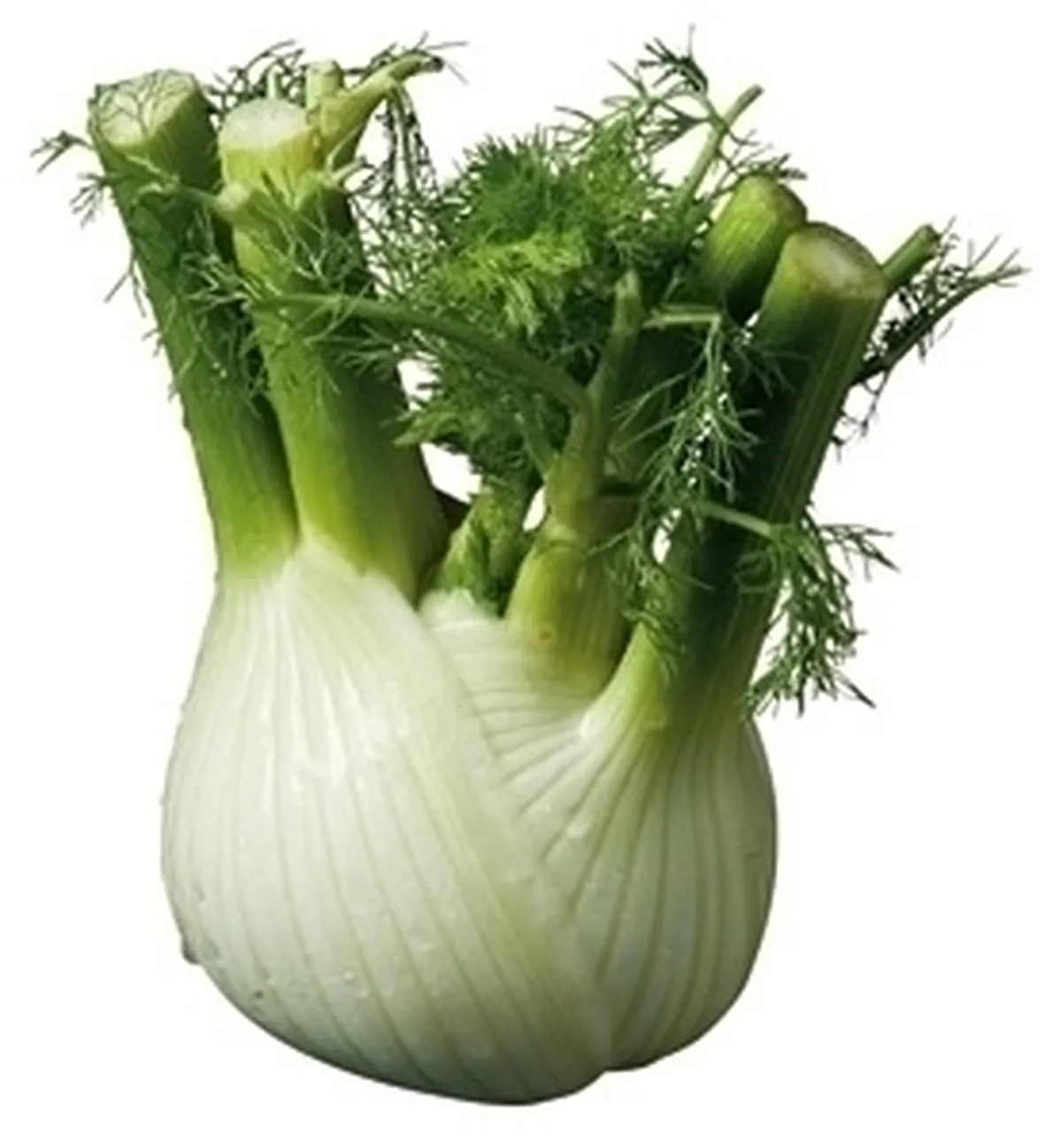 Risposta : finocchio