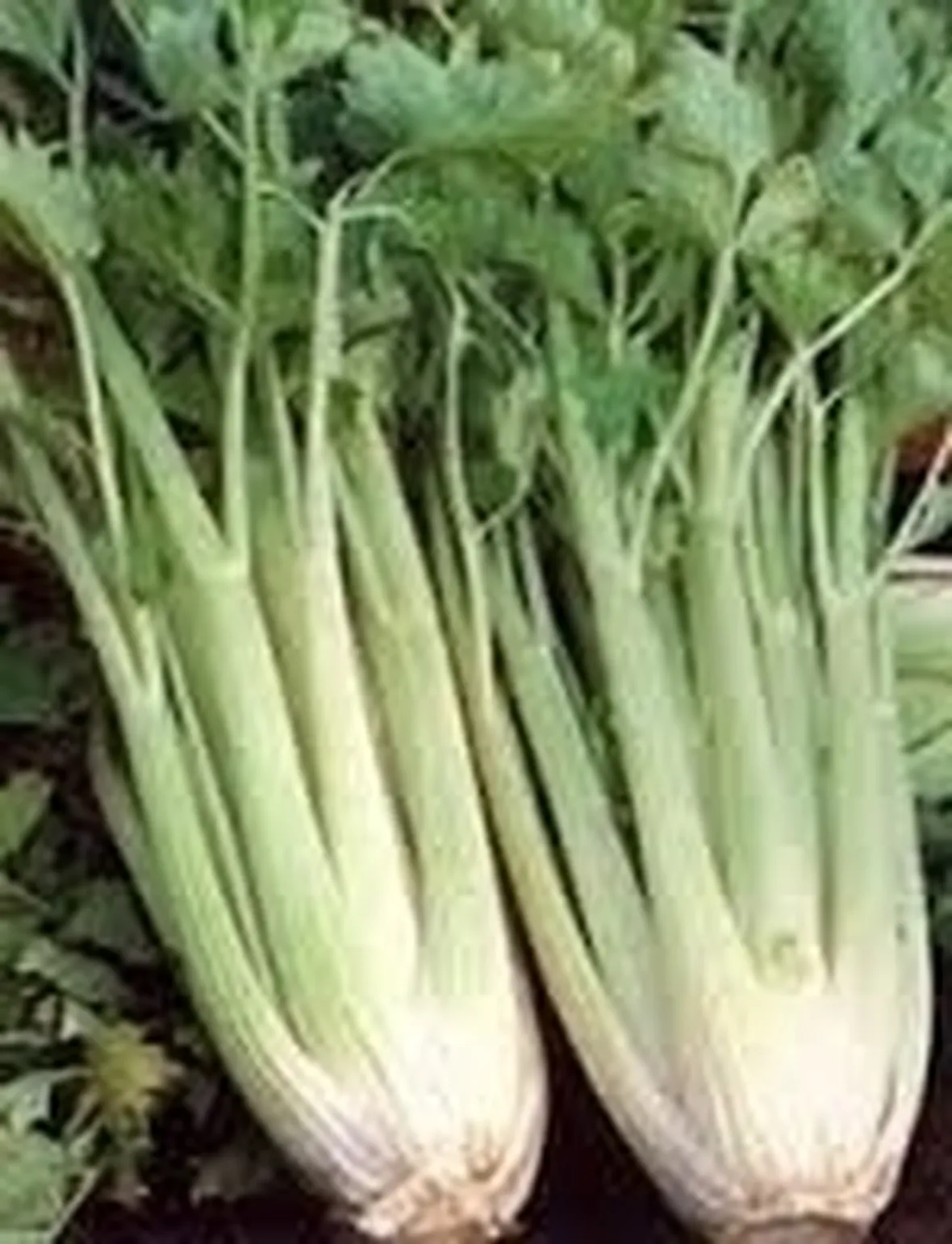 Sedano