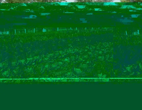 agricoltura biologica-8