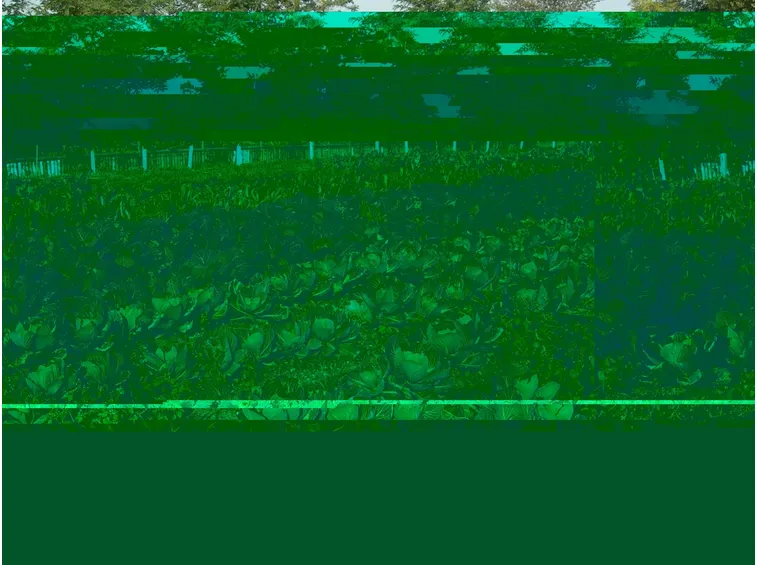 agricoltura biologica-8
