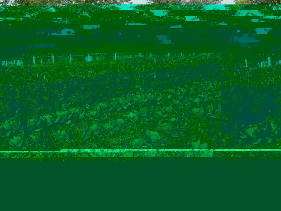 agricoltura biologica-8