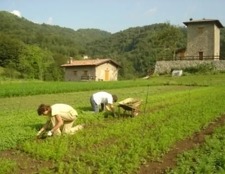 Elenco dei fertilizzanti consentiti in agricoltura biologica