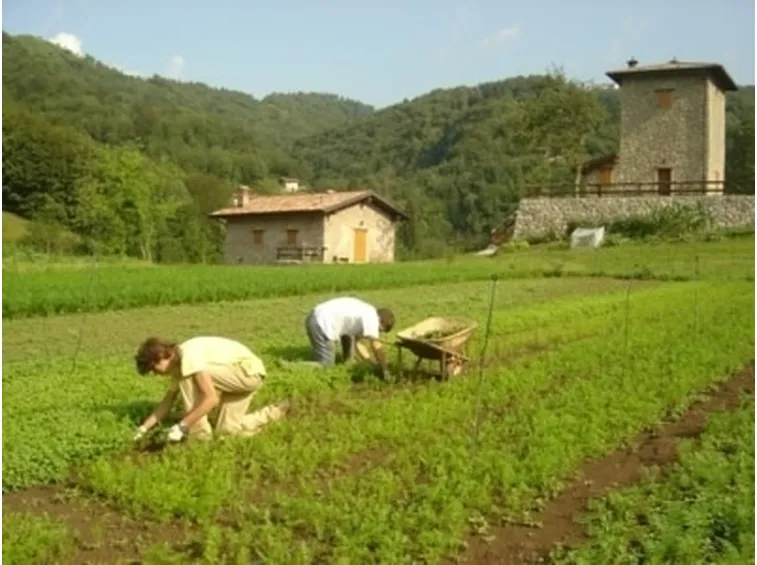 Elenco dei fertilizzanti consentiti in agricoltura biologica