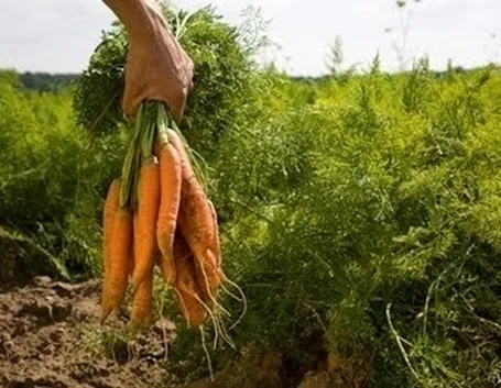 L'agricoltura biologica