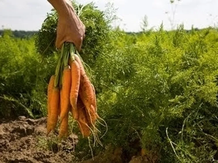 L'agricoltura biologica