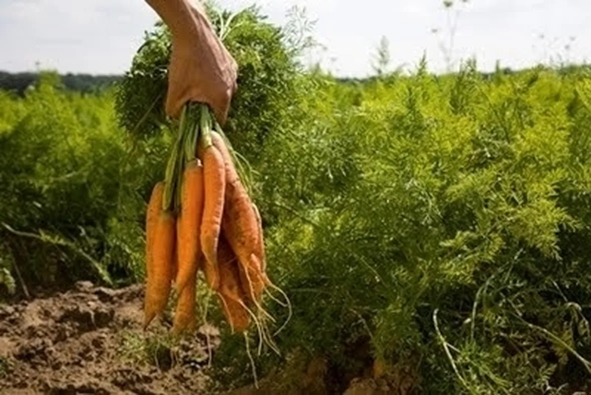 L'agricoltura biologica