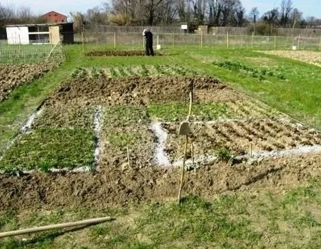 orto biologico e la protezione dalle lumache-1