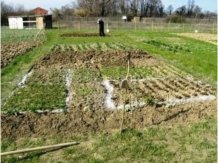 orto biologico e la protezione dalle lumache-1