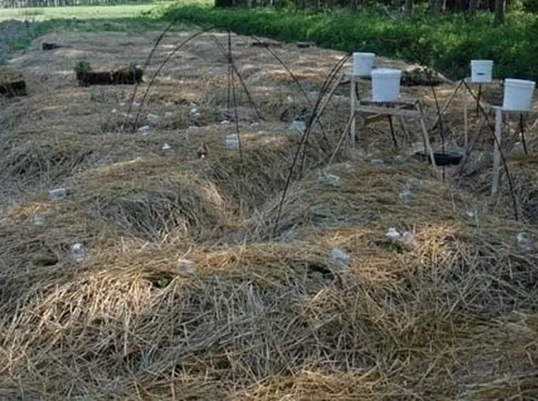 orto biologico e la protezione dalle lumache-2