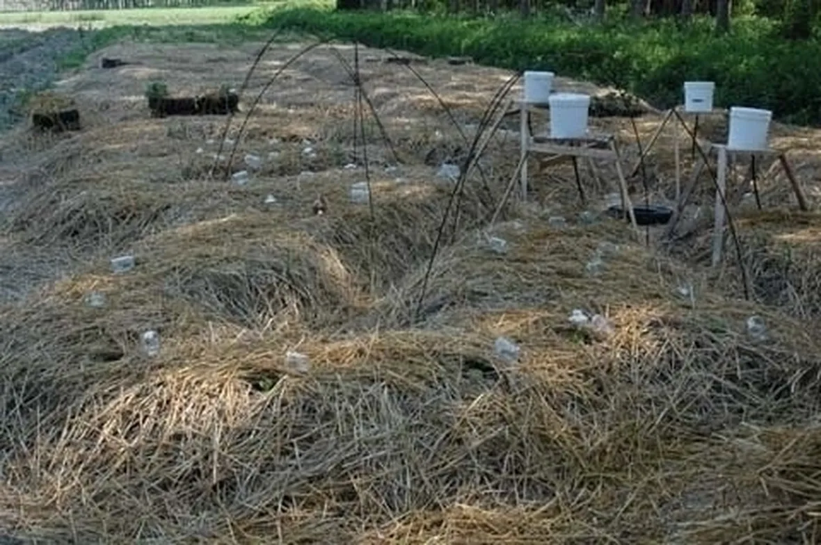 orto biologico e la protezione dalle lumache-2