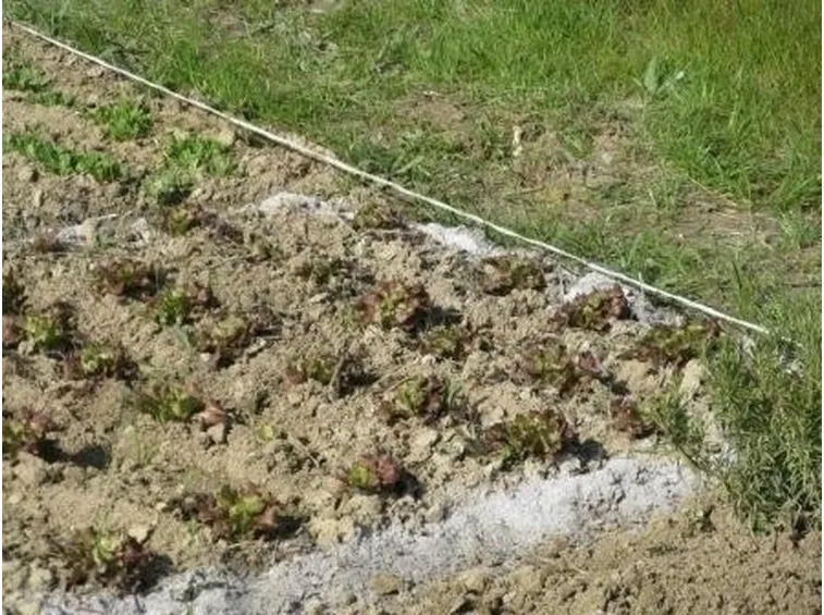 orto biologico e la protezione dalle lumache-3