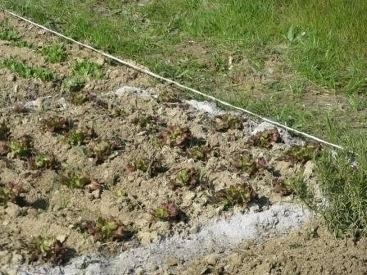 orto biologico e la protezione dalle lumache-3