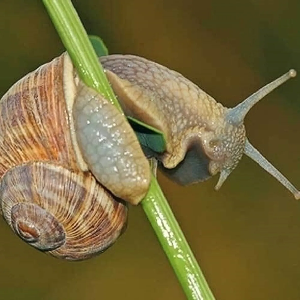 orto biologico e la protezione dalle lumache