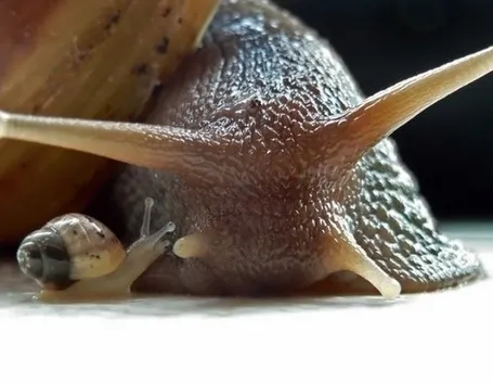 orto biologico: protezione dalle lumache-3