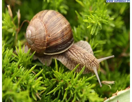 orto biologico: protezione dalle lumache-4