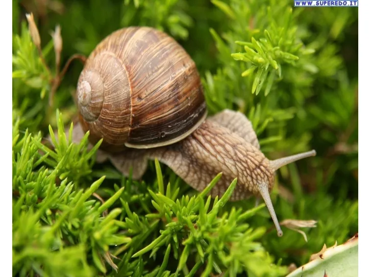 orto biologico: protezione dalle lumache-4