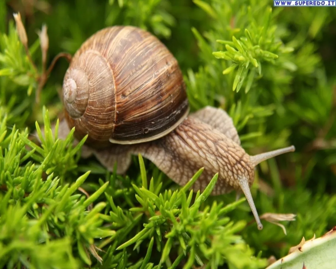 orto biologico: protezione dalle lumache-4