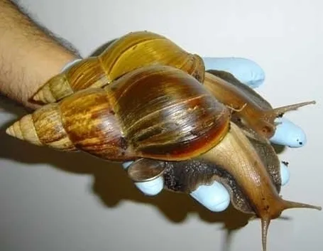orto biologico: protezione dalle lumache-5
