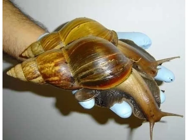 orto biologico: protezione dalle lumache-5
