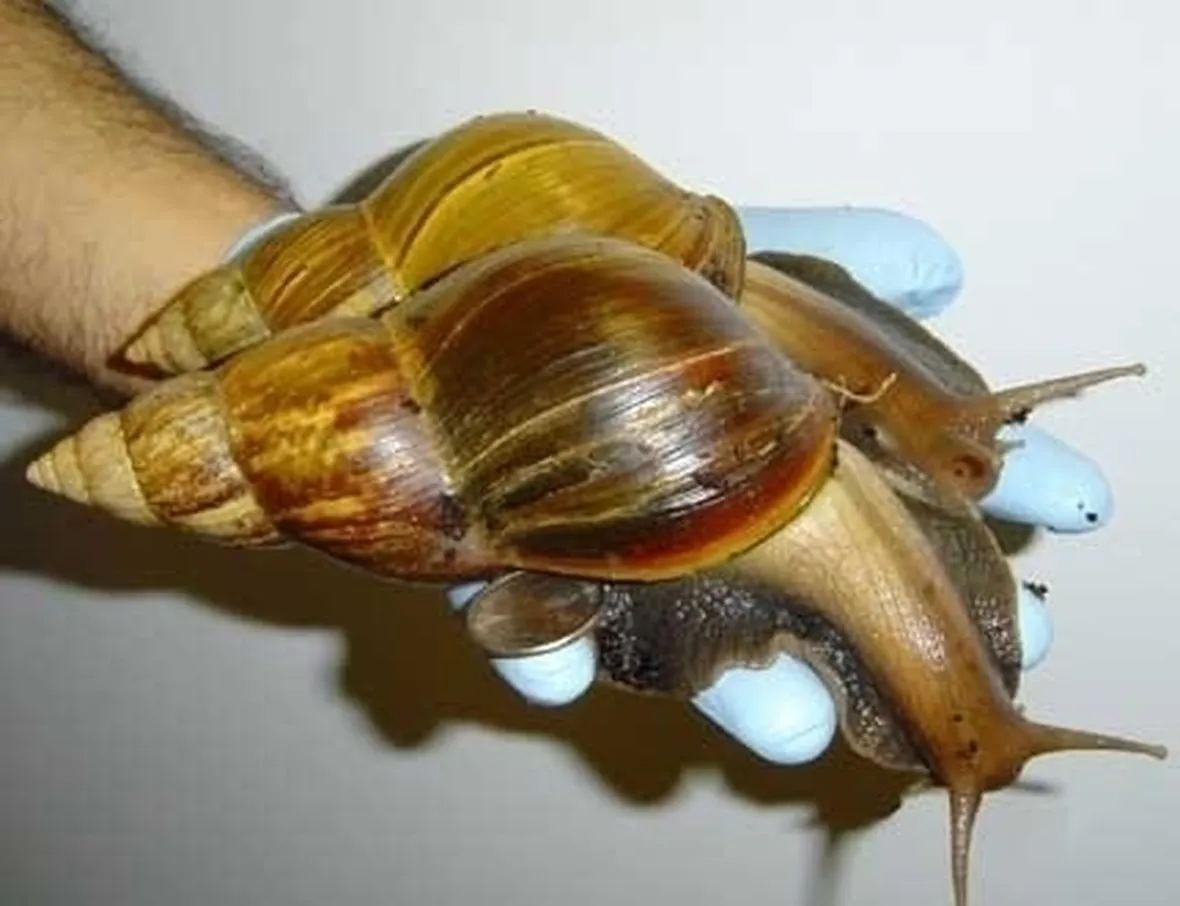 orto biologico: protezione dalle lumache-5