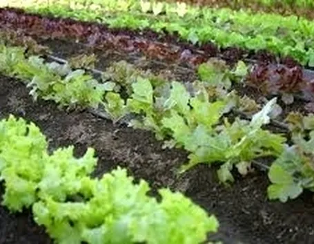 orto biologico: protezione dalle lumache