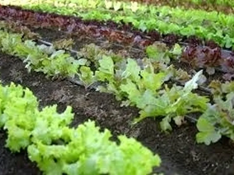 orto biologico: protezione dalle lumache