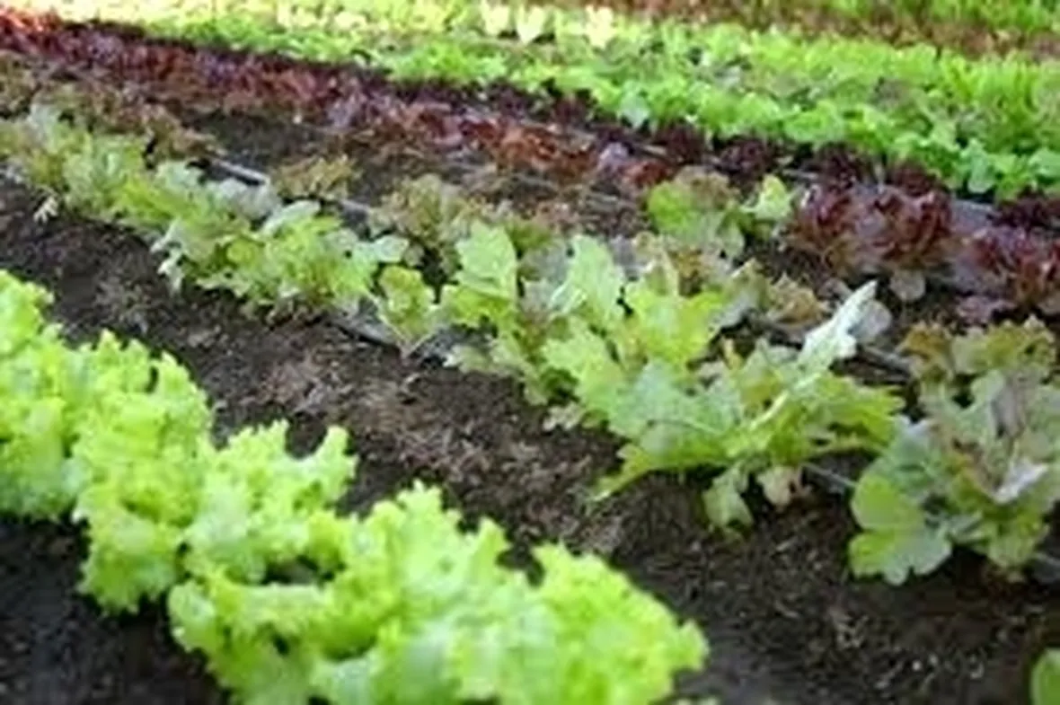 orto biologico: protezione dalle lumache