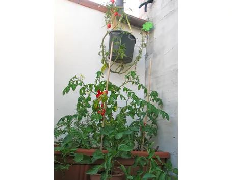 orto biologico sul balcone-2