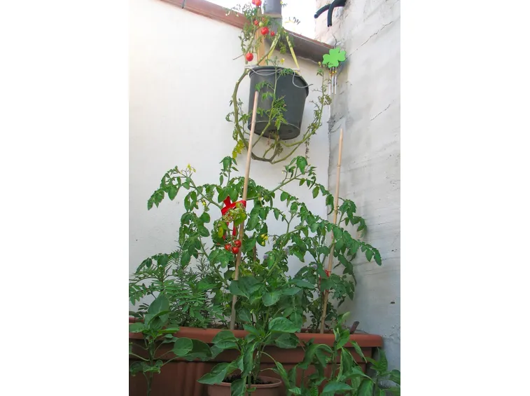 orto biologico sul balcone-2