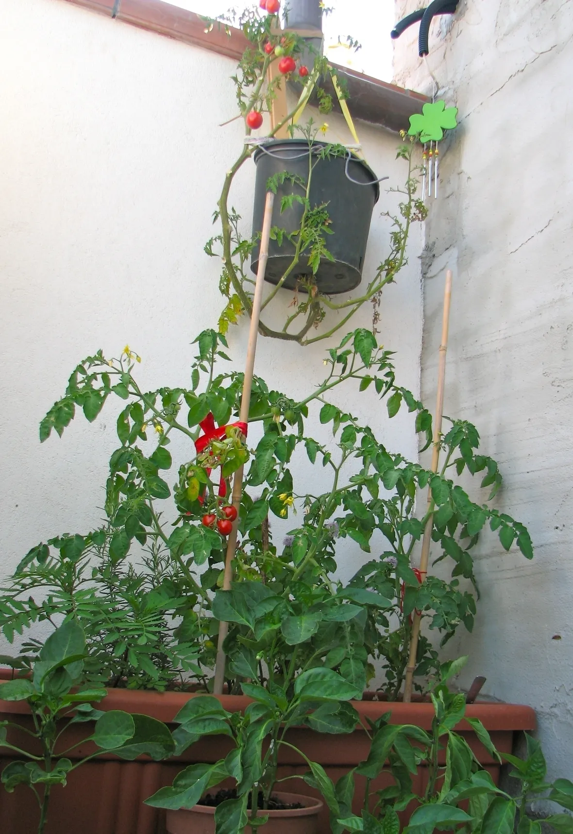 orto biologico sul balcone-2