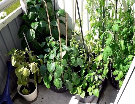 orto biologico sul balcone-3