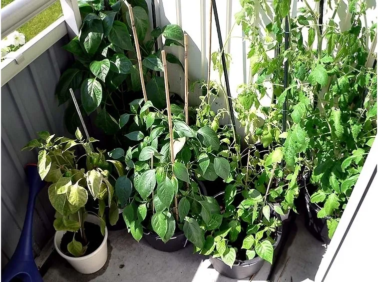 orto biologico sul balcone-3