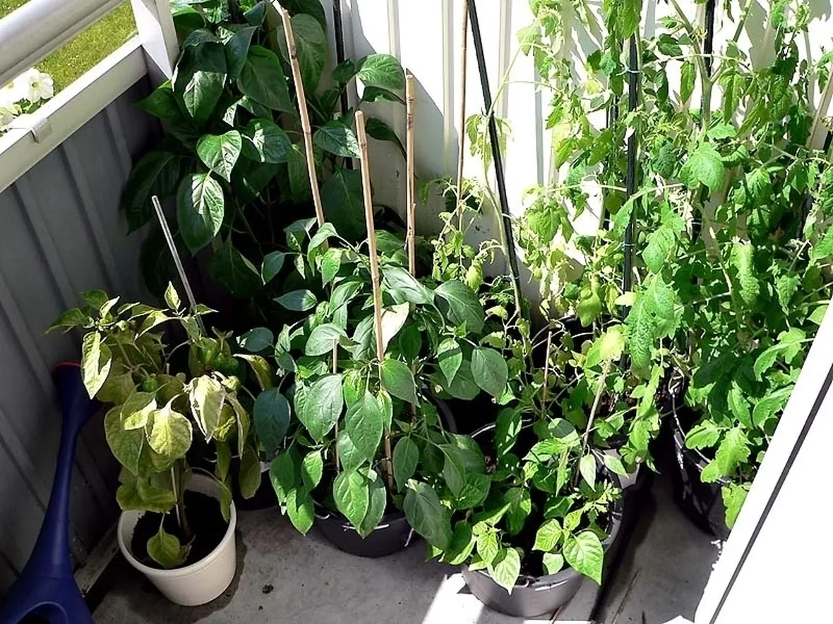 orto biologico sul balcone-3