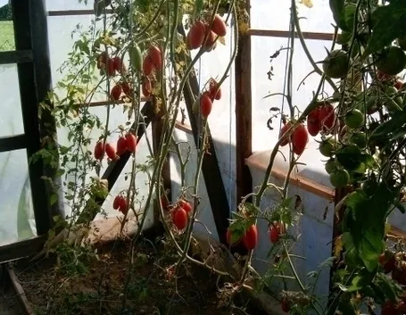 orto biologico sul balcone-4