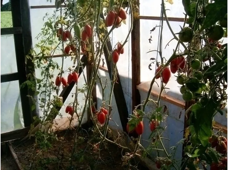 orto biologico sul balcone-4
