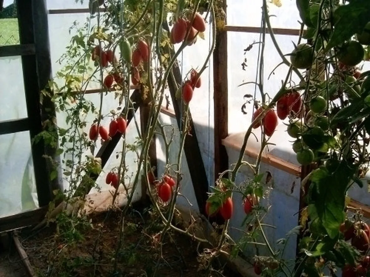 orto biologico sul balcone-4