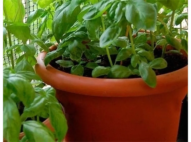 orto biologico sul balcone-8