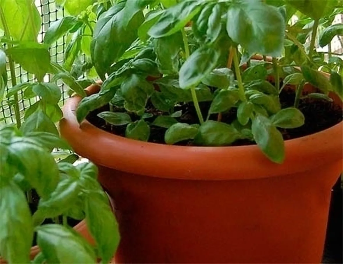 orto biologico sul balcone-8