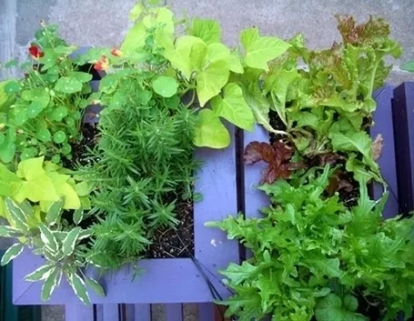 orto biologico sul balcone