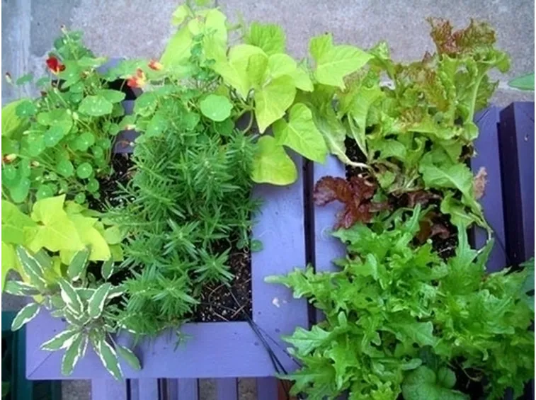 orto biologico sul balcone