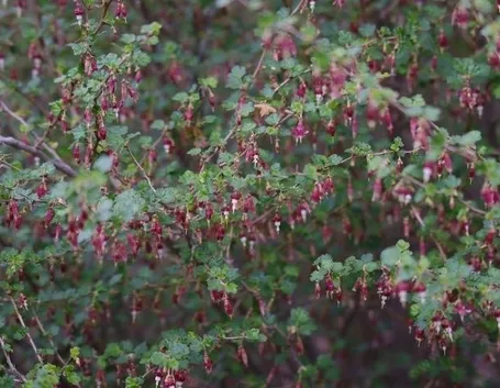 Come si coltiva il Ribes Nigrum