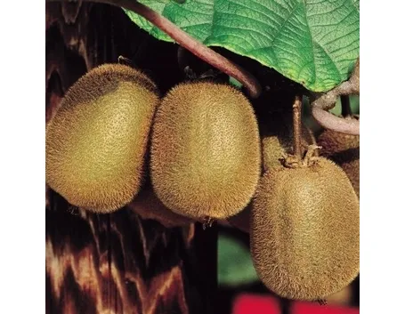 Domanda: Coltivare Kiwi in Vaso