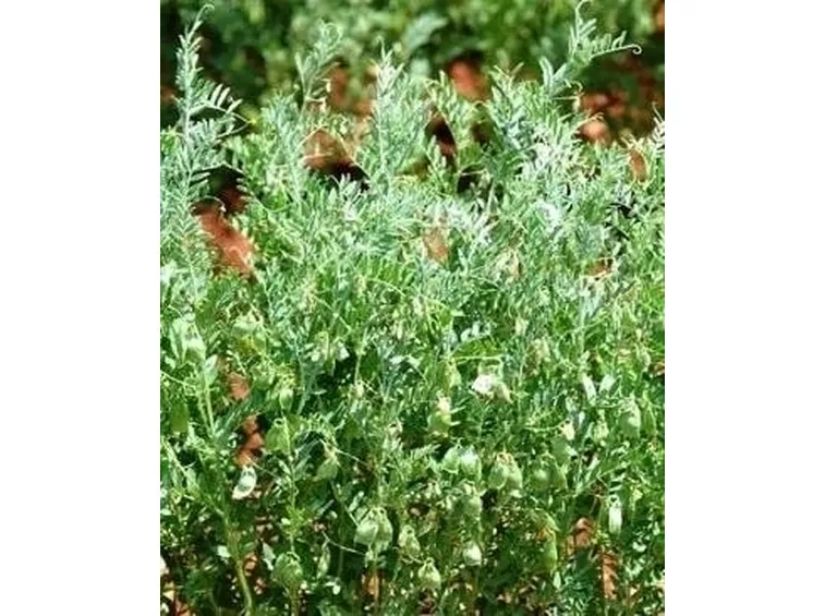 Lenticchia-13