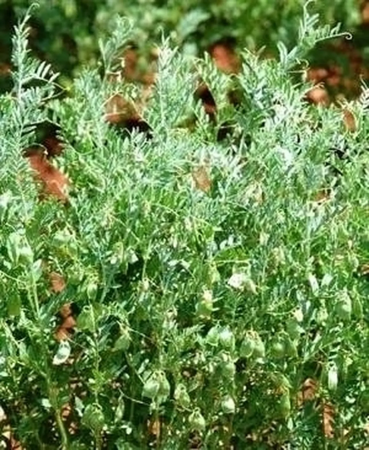 Lenticchia-13