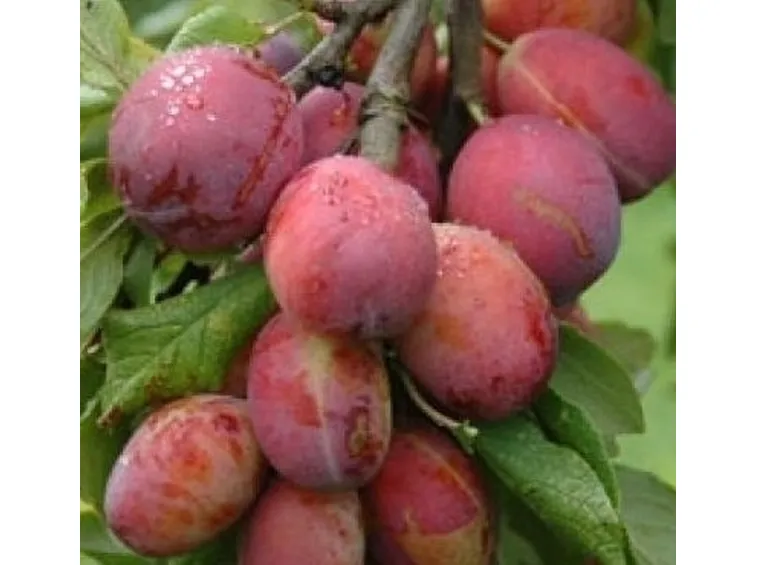 Prugna
