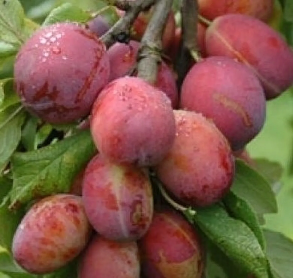 Prugna