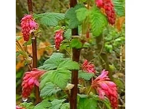 Ribes-25