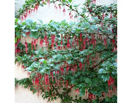 Ribes-7