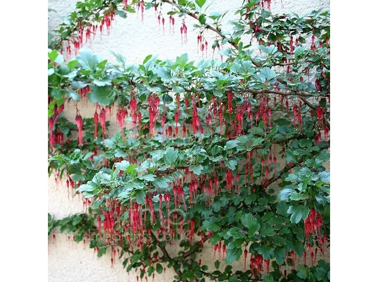 Ribes-7