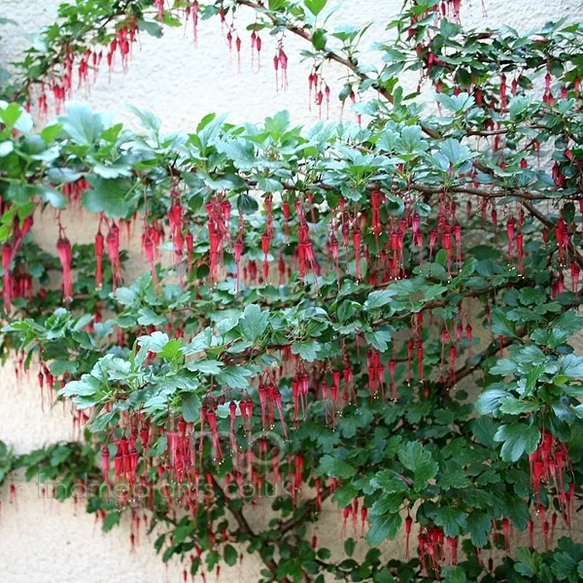 Ribes-7
